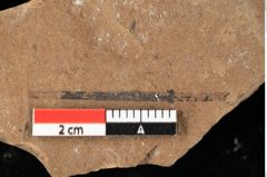 Foto (Detailansicht) von Peridermium palaeopini Ettingshausen (NHMW-GEO-2024-0188-0006)